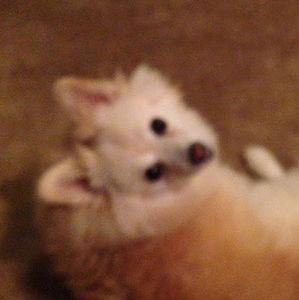 Meet your Posher, Shelby